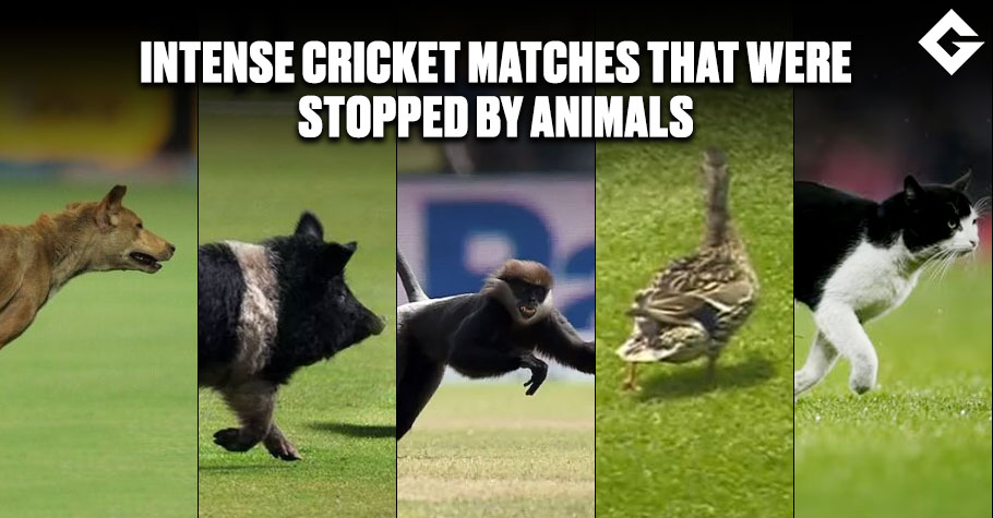 Intense Cricket Matches Matches That Were Stopped By Animals