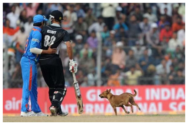 Intense Cricket Matches Matches That Were Stopped By Animals